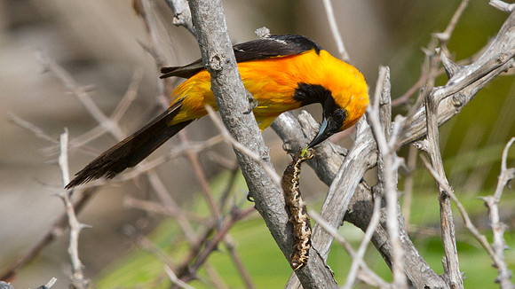Hooded Oriole (Icterus cucullatus) Male