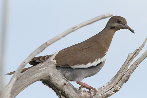 White-winged Dove (Zenaida asiatica)