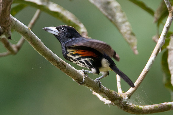 Spot-crowned Barbet (Capito maculicoronatus)