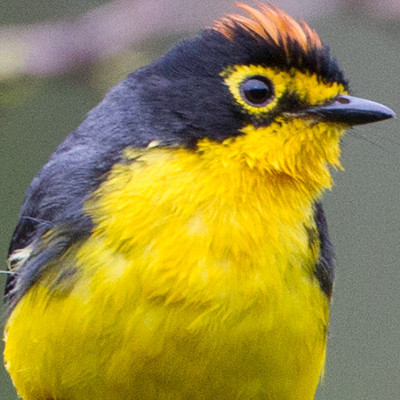 Spectacled Whitestart (Myioborus melanocephalus)