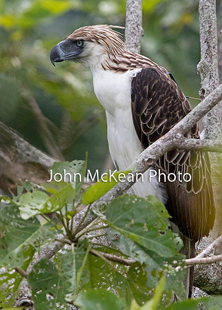 Philippine eagle (Pithecophaga jefferyi) Female
