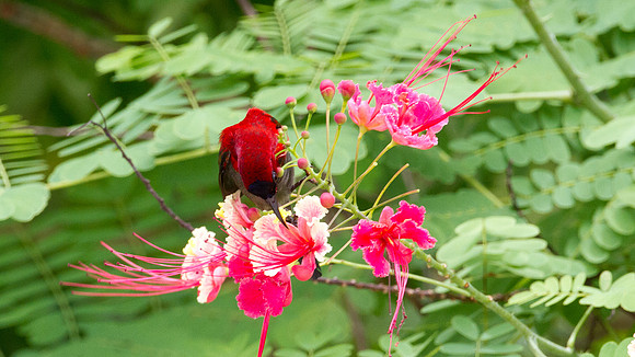 Eastern Crimson Sunbird (Aethopyga siparaja)