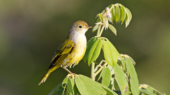 Yellow Warbler (Setophaga petechial)