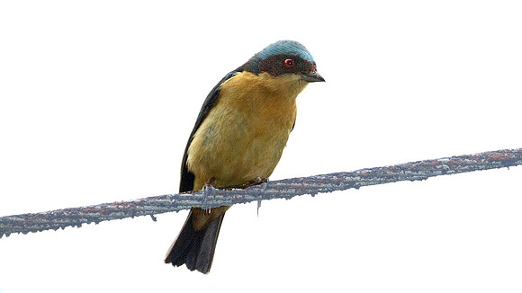 Fawn-breasted Tanager (Pipraeidea melanonota)