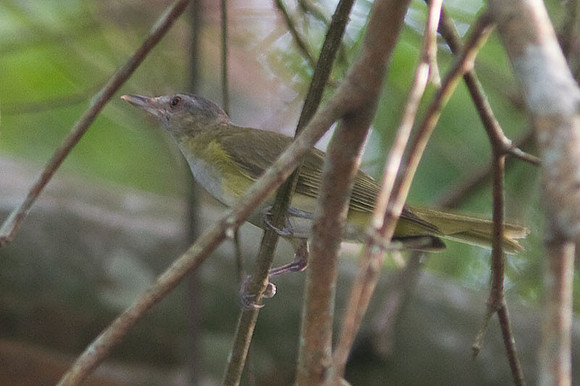 Yellow-green Vireo (Vireo flavoviridis)