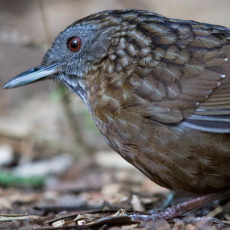 Streaked wren-babbler (Napothera brevicaudata)