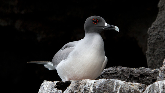 Swallow-tailed Gull (Creagrus furcatus)