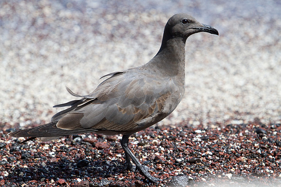 Lava Gull (Leucophaeus fuliginosus)