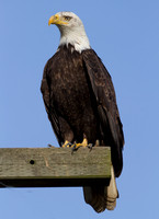 Bald Eagle (Haliaeetus leucocephalus)