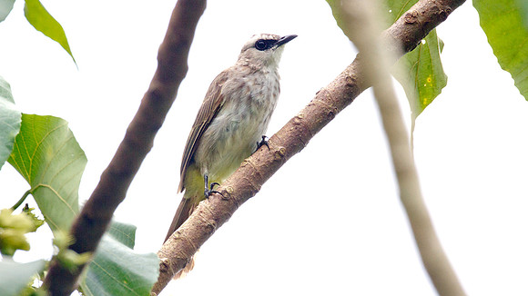 Yellow-vented Bulbul (Pycnonotus goiavier)