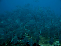 IMG_8232-1080