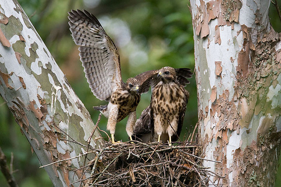 Red-shouldered Hawk (Buteo lineatus) juvenile