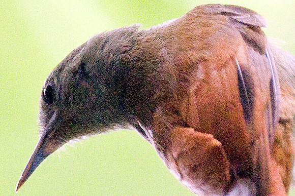 Olivaceous Woodcreeper (Sittasomus griseicapillus)
