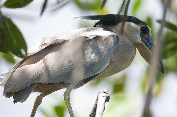 Boat-billed Heron (Cochlearius cochlearius)