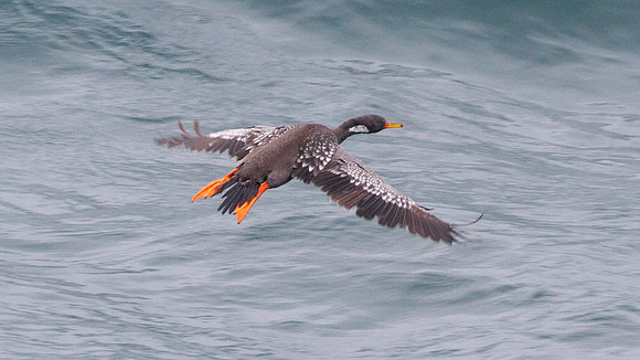 Red-legged Cormorant (Phalacrocorax gaimardi)