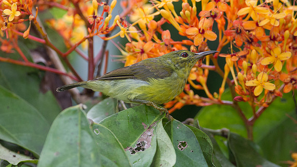 Brown-throated Sunbird (Anthreptes malacensis) female