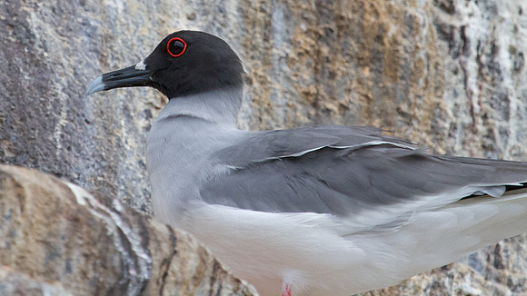 Swallow-tailed Gull (Creagrus furcatus)