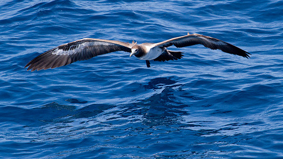 Brown Booby (Sula leucogaster)