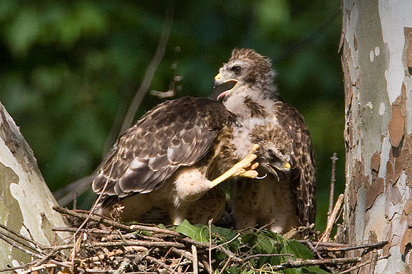 Red-shouldered Hawk (Buteo lineatus) juvenile
