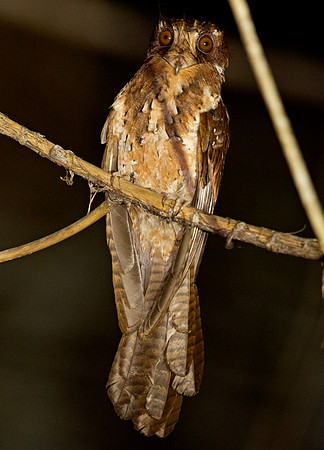 Moluccan owlet-nightjar (Aegotheles crinifrons)