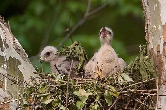 Red-shouldered Hawk (Buteo lineatus) juvenile