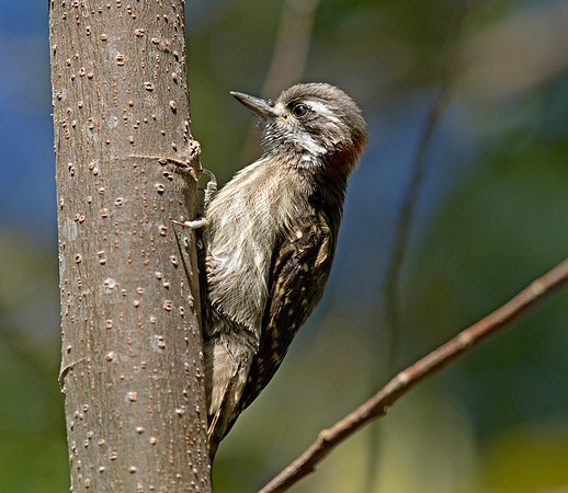 Sulawesi pygmy woodpecker (Picoides temminckii)