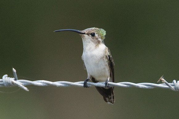 Mexican Sheartail (Doricha eliza) female