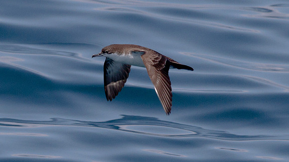 Galápagos Shearwater (Puffinus subalaris)