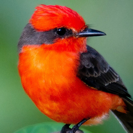Vermilion Flycatcher (Pyrocephalus rubinus) male
