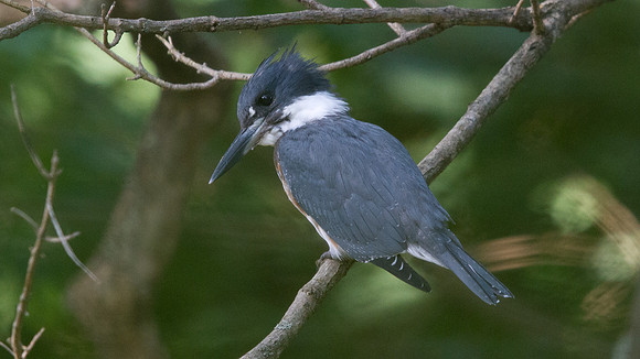 Belted kingfisher (Megaceryle alcyon)