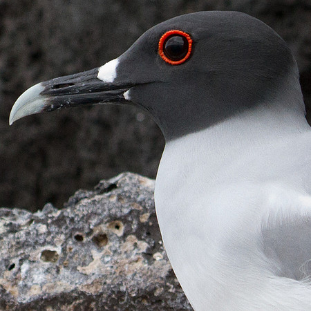 Swallow-tailed Gull (Creagrus furcatus)