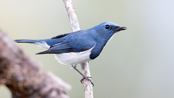 Ultramarine flycatcher (Ficedula superciliaris)