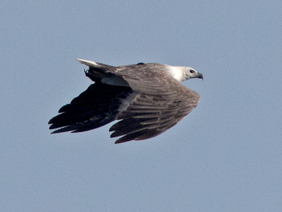 9V3A0256