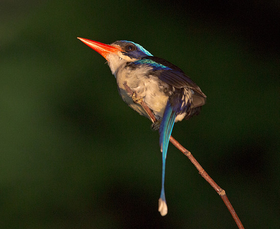 Common paradise kingfisher (Tanysiptera galatea)