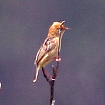 Golden-headed Cisticola (Cisticola exilis) also known as Bright-headed Cisticola