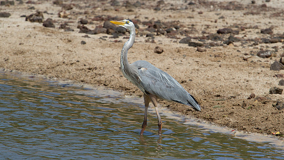 Great Blue Heron (Ardea herodias)