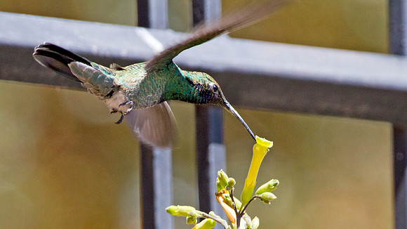 Sparkling Violetear (Colibri coruscans)
