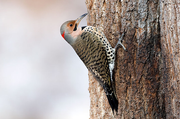 Northern Flicker (Yellow-shafted) (Colaptes auratus)