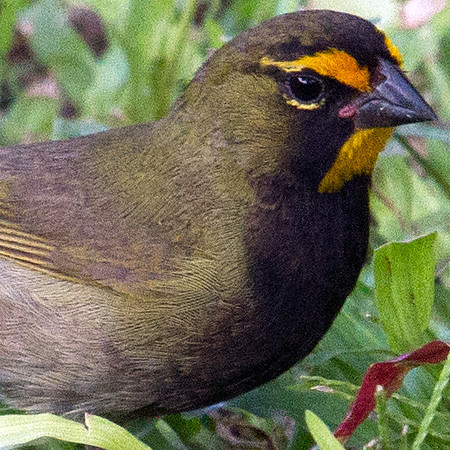 Yellow-faced Grassquit (Tiaris olivaceus)