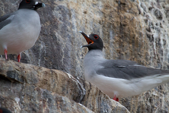 Swallow-tailed Gull (Creagrus furcatus)