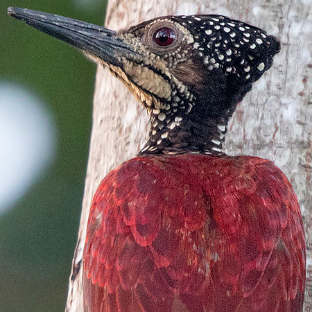 Luzon flameback (Chrysocolaptes haematribon)