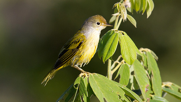 Yellow Warbler (Setophaga petechial)