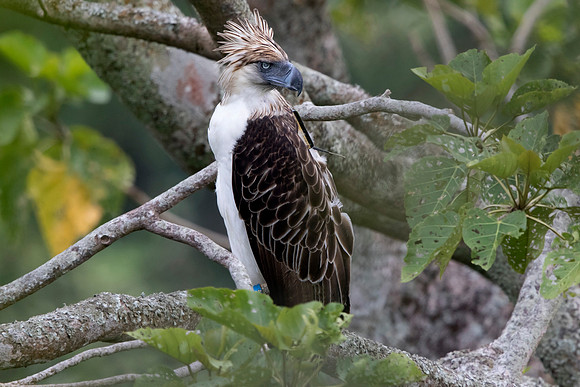 Philippine eagle (Pithecophaga jefferyi) Female