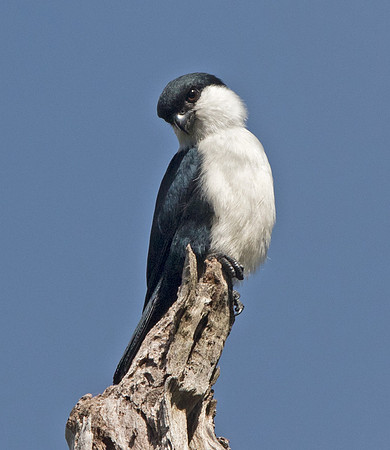 Philippine falconet (Microhierax erythrogenys)