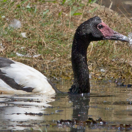 Magpie goose (Anseranas semipalmata)