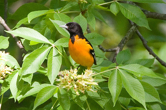 Baltimore Oriole (Icterus galbula) male