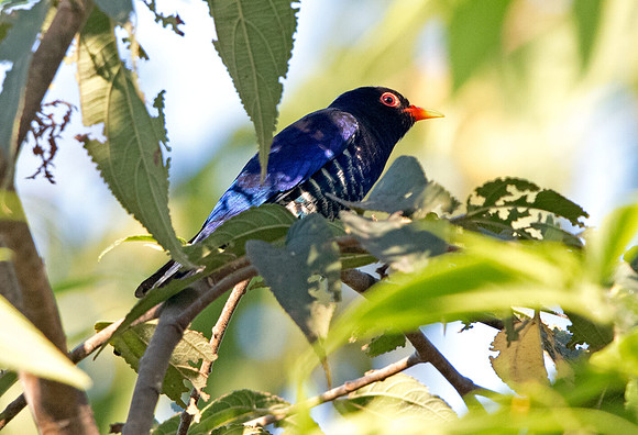 Violet cuckoo (Chrysococcyx xanthorhynchus) Male