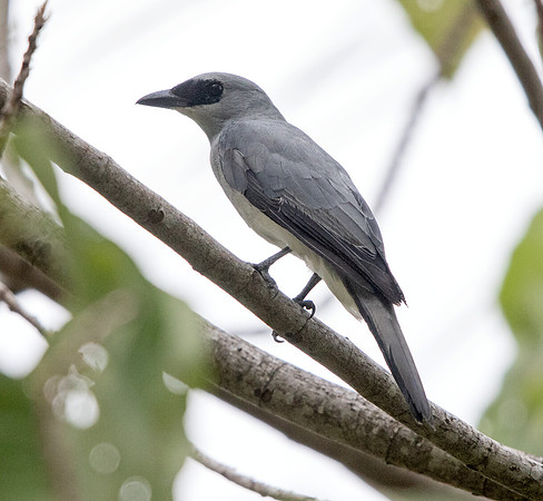 White-bellied cuckooshrike (Coracina papuensis)