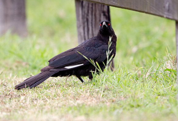 White-winged chough (Corcorax melanorhamphos)