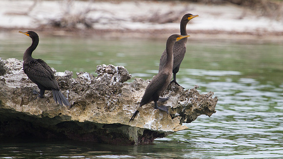 Double-crested Cormorant (Phalacrocorax auritus)